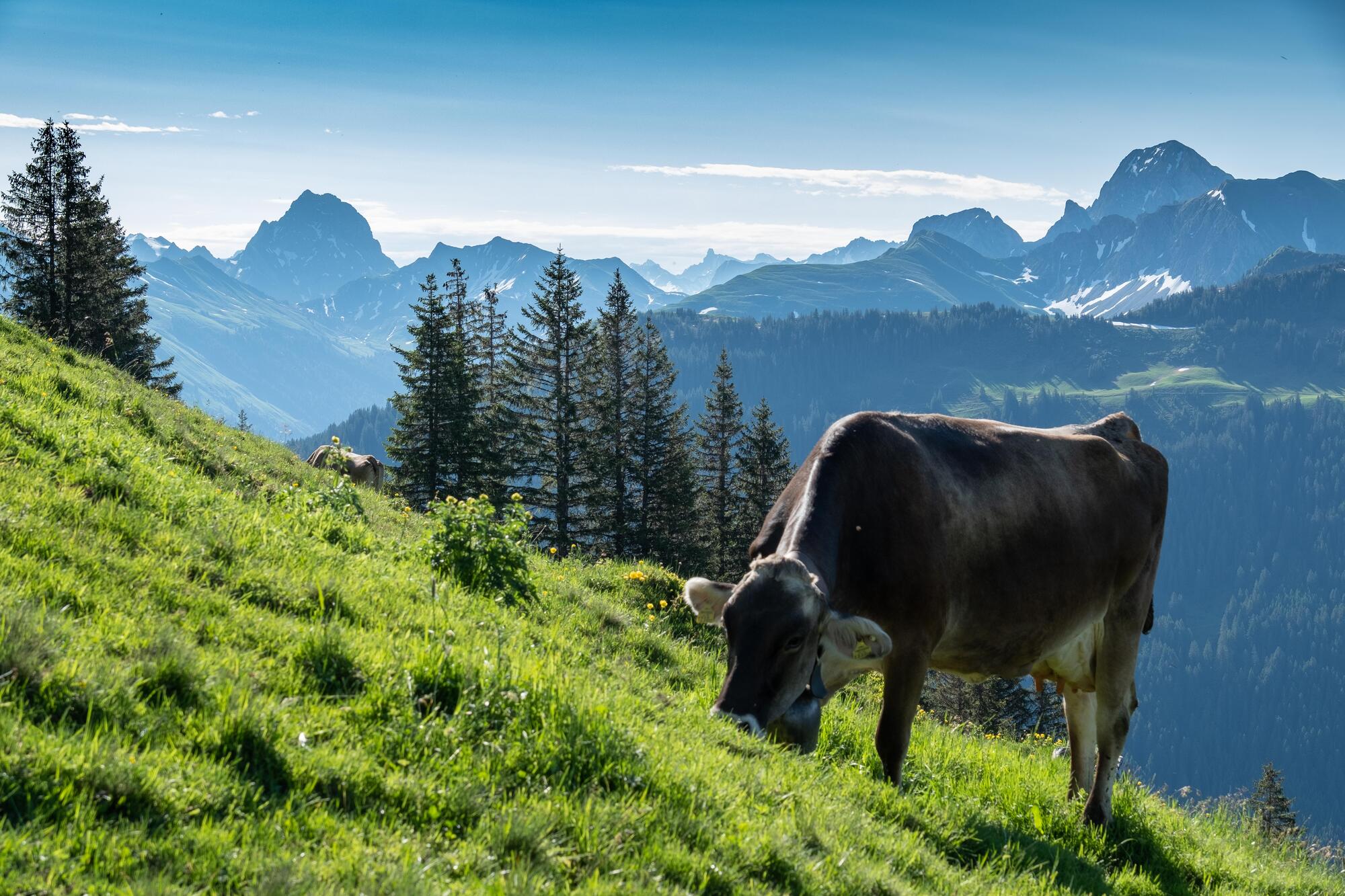 Vorarlberg.at